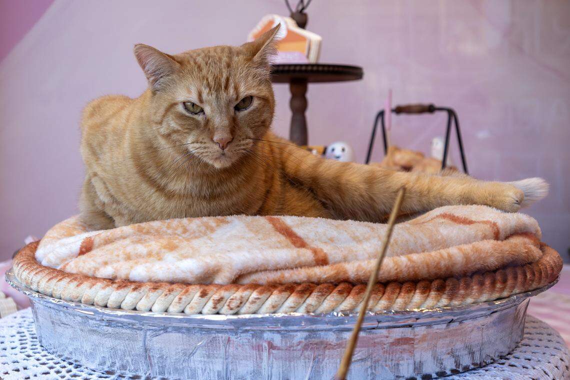 Dave, a shop cat, lounges on a pie-shaped bed near the front window at Wonder Fair on Wednesday, Nov. 5, 2025, in Lawrence.
