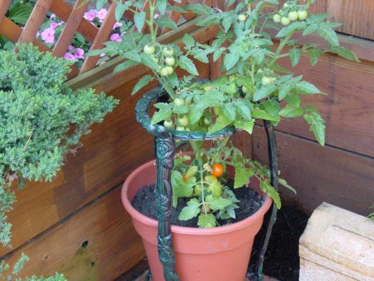 Tomatoes and peppers need to be planted in 5 to 10 gallons of soil to thrive. Cherry tomatoes like these do well in containers, as long as they get plenty of sun.