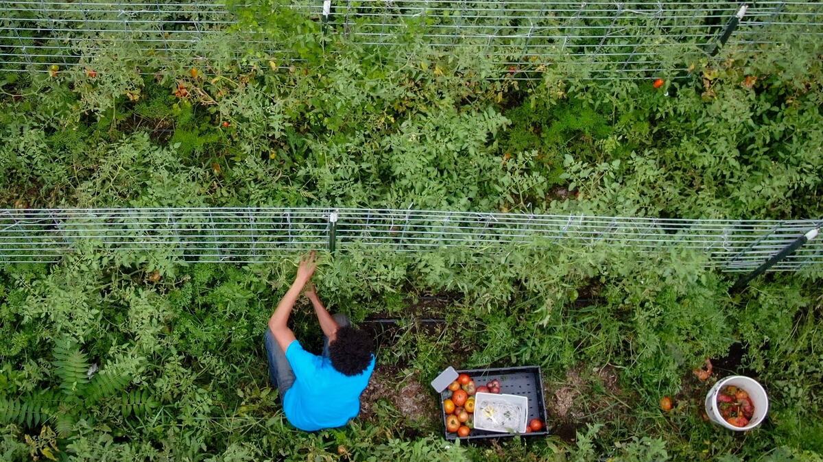 Young Family Farm in Kansas City. A now-cancelled USDA grant could have helped the farm sell more produce by expanding a farmers market.