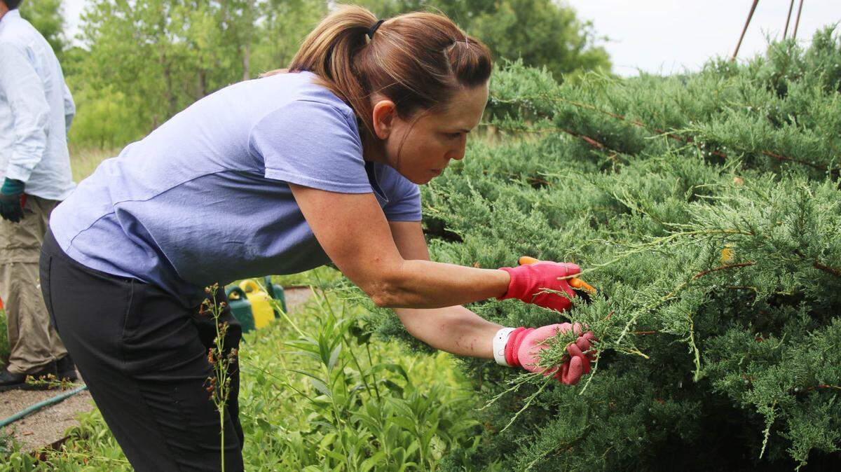 Becky Davis, a Johnson County Extension master gardener in training, prunes a juniper plant at the Blue Valley School District Wilderness Science Center Garden.