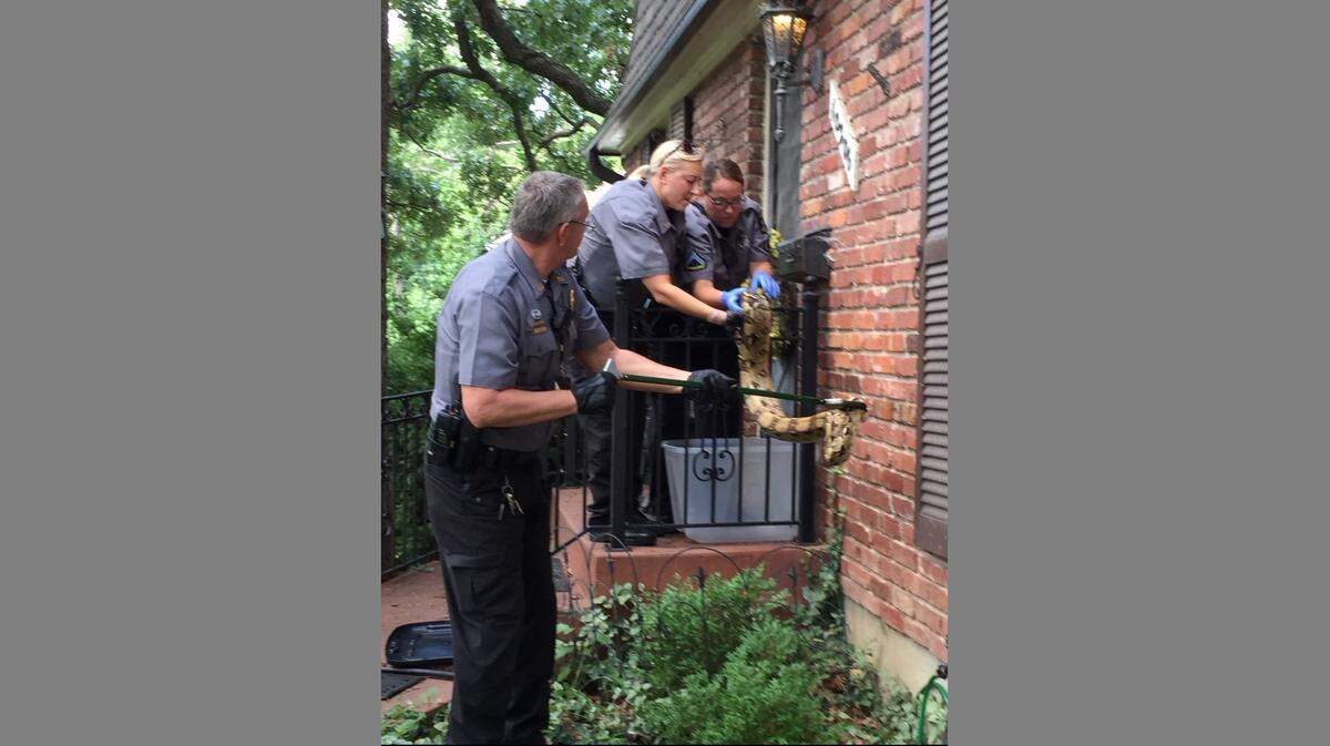Animal control officers worked to capture the boa constrictor.