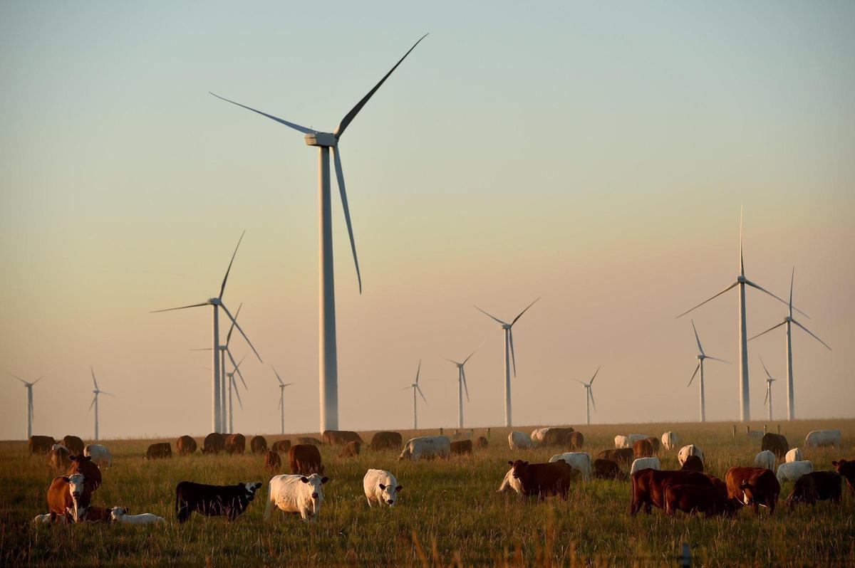 Cattle graze near wind turbines on rancher Pete Ferrell’s land in Beaumont, Kansas. The first wind farm in the Flint Hills and the second in the state of Kansas was erected on Ferrell’s land in 2005.