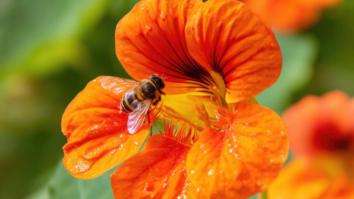Bee on bright orange nasturtium flower, edible flower garden, colorful salad garnish, permaculture design, cheerful blooms
