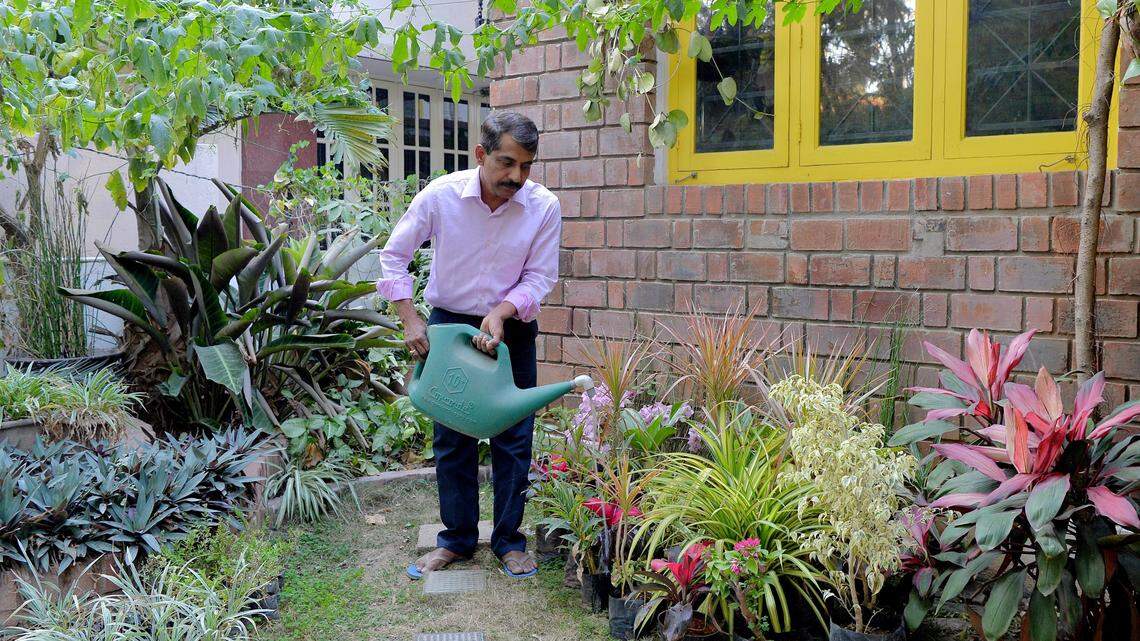 A small garden and plants.