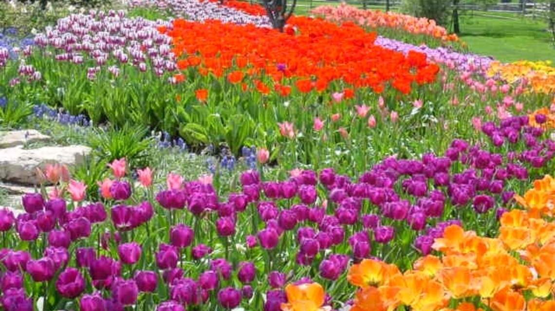 Depending on how you plant the bulbs, spring favorites can be perennials or annuals