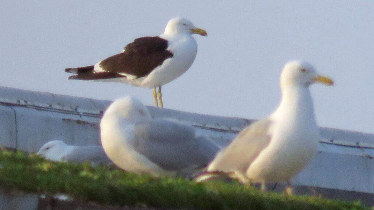 A Kelp Gull was spotted in Milwaukee, Wisconsin.