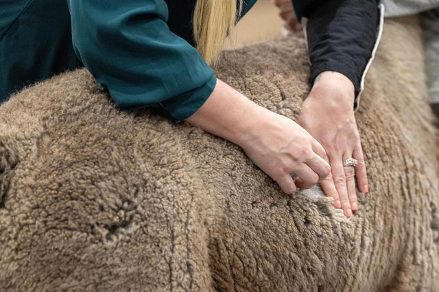 Heather Thordarson, an apprentice judge from Redmond, Oregon, takes a fleece sample during the Walking Fleece class at the MOPACA Invitational Alpaca Show on Friday at Hale Arena.
