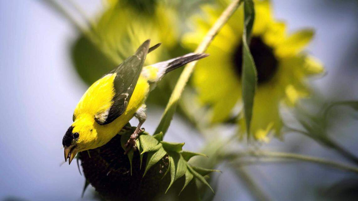 These fall flowers are more than just pretty: How to plant for pollinators