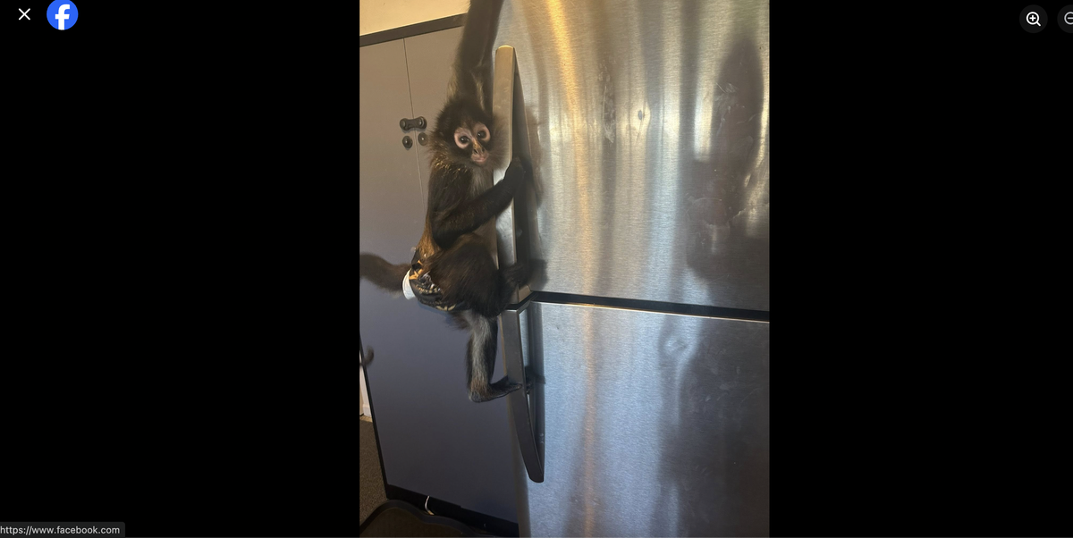 Oakley is a black-handed spider monkey, a subspecies of the Mexican Spider Monkey. In captivity, Mexican Spider Monkeys can live until they’re about 50 years old.