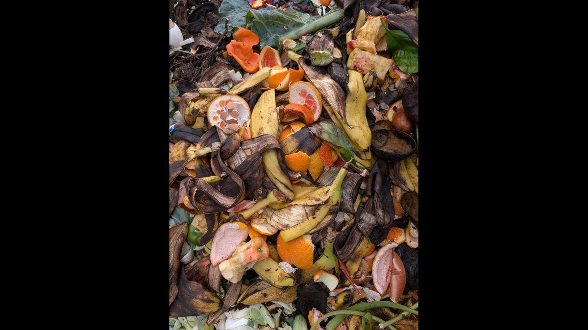 Compost tea is nothing more than a large “tea bag” filled with finished compost steeped in water. This colorful compost is ready to be tucked into a bag (a pillowcase will work) to soak in water.