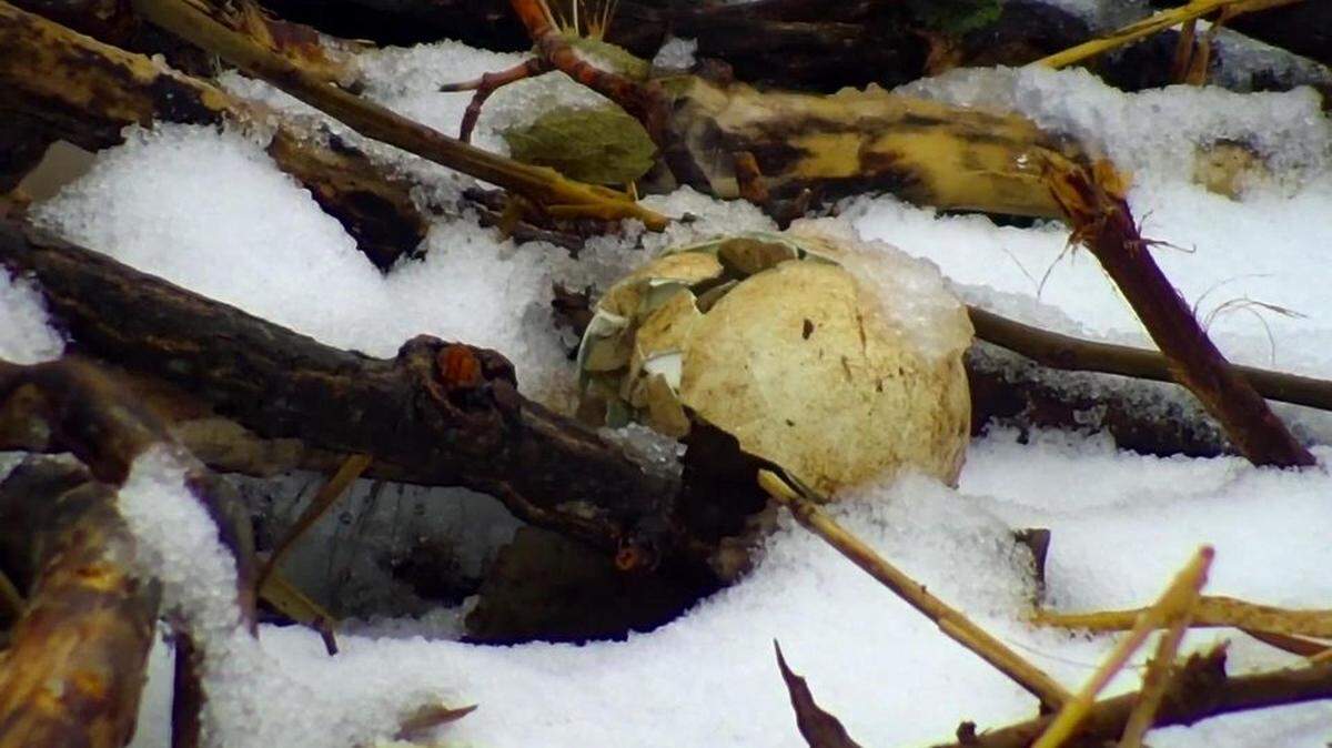 A bald eagle lost one of its two eggs, Minnesota wildlife officials said on March 1, 2023. The female eagle laid its first egg on Feb. 15.