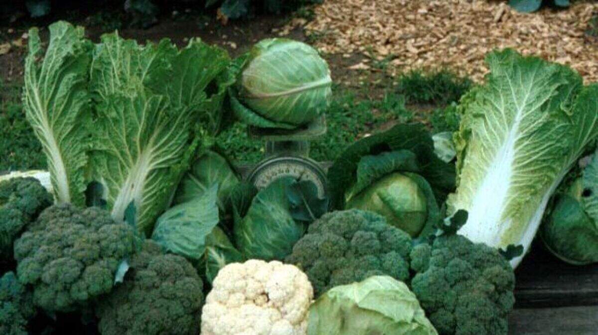 Introduce broccoli, cauliflower, and cabbage transplants in mid-March to mature in May and June.