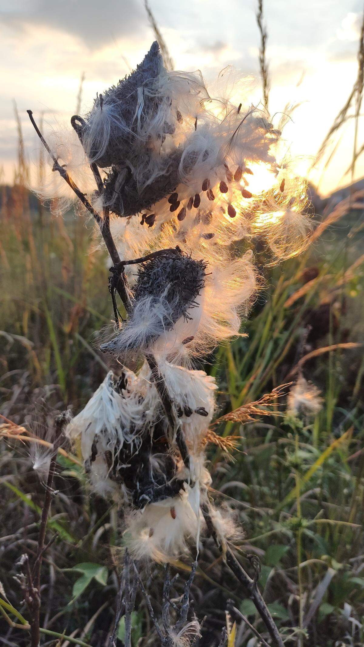 A milkweed plant grows fluffy seeds that might be dispersed on the wind.