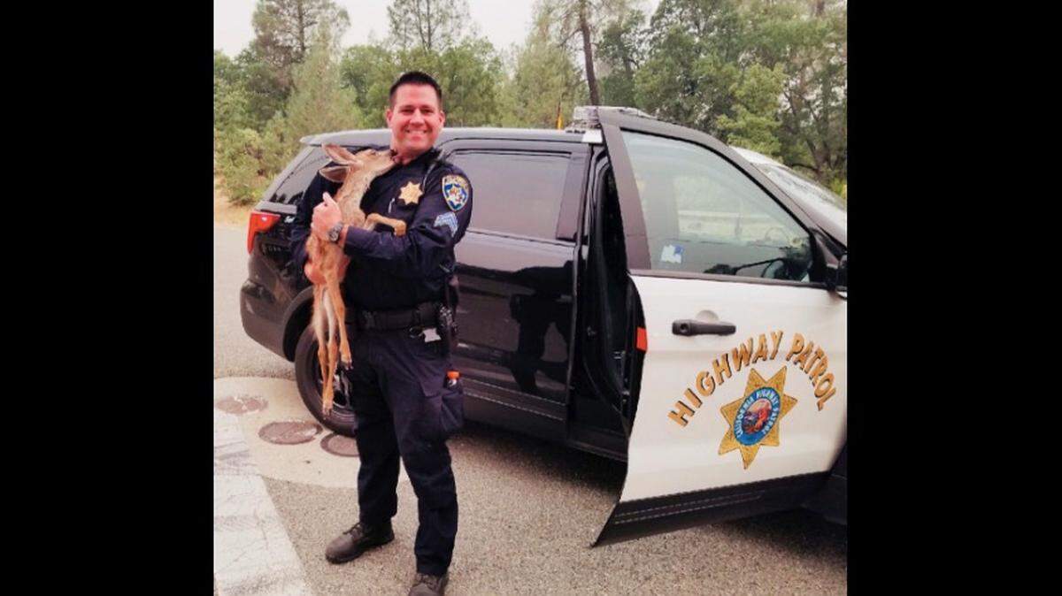 A California Highway Patrol officer from San Francisco rescued a fawn from the Carr Fire in northern California. The baby deer gave the officer a “kiss” on the cheek and social media can’t stop fawning over it.
