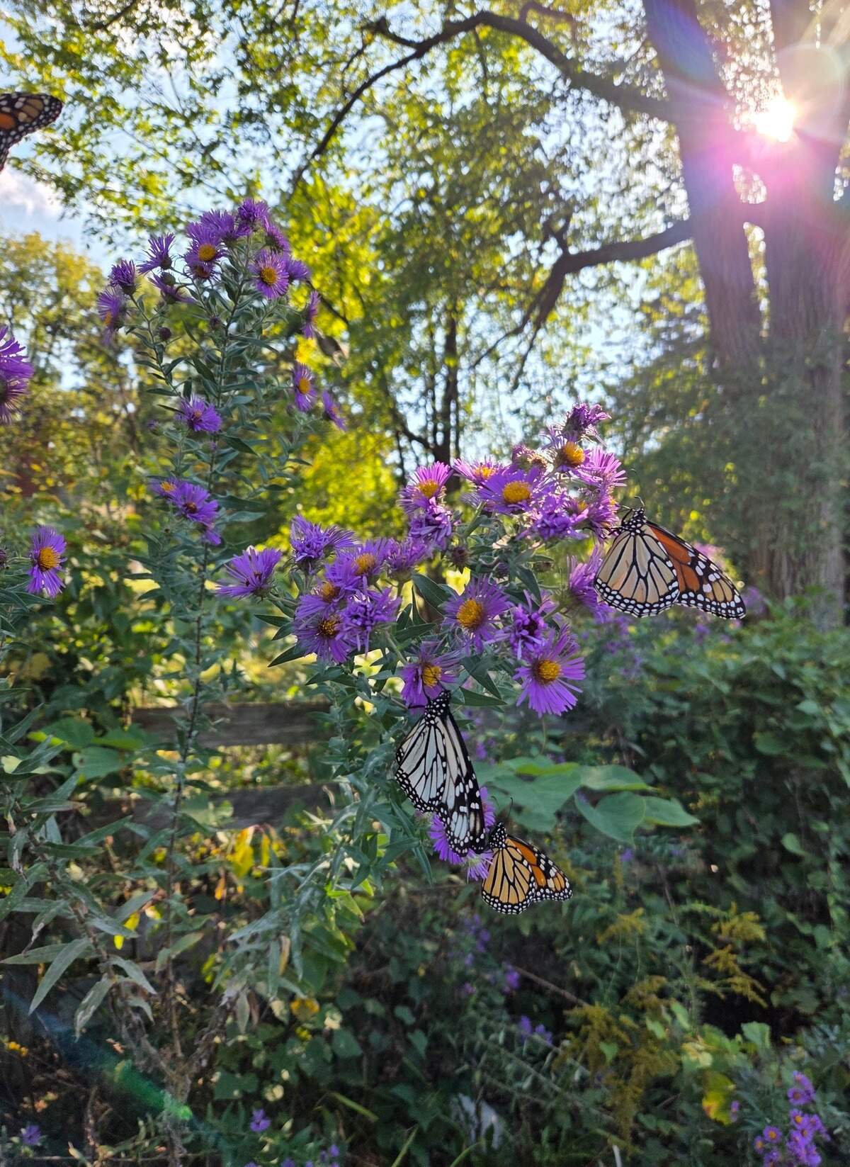 Amanda Gehin, an assistant natural history biologist with the Missouri Department of Conservation, has a monarch waystation in her backyard in Kansas City. In this photo, white and orange butterflies cluster on the same plant.