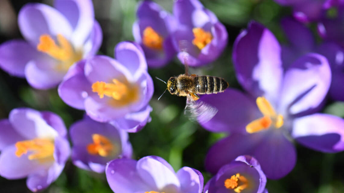 The Best Bug-Repelling Plants That Can Help Protect Your Yard Naturally