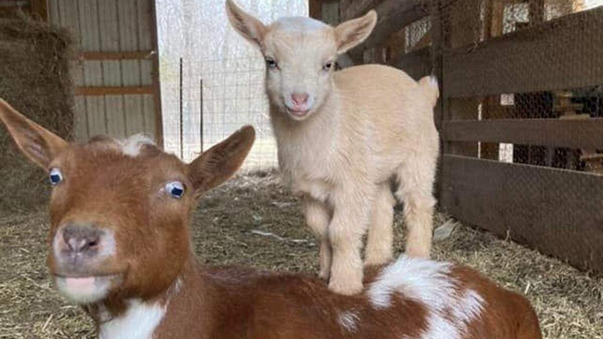 Raytown’s planning and zoning commission is expected to decide on whether or not to amend city code to allow homeowners keep miniature goats within city limits.