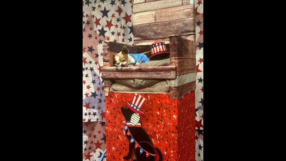 “Pawformer” Mary Margaret onstage at the Martin City Melodrama and Vaudeville Company in a scene from “The Great American Melodogma.”
