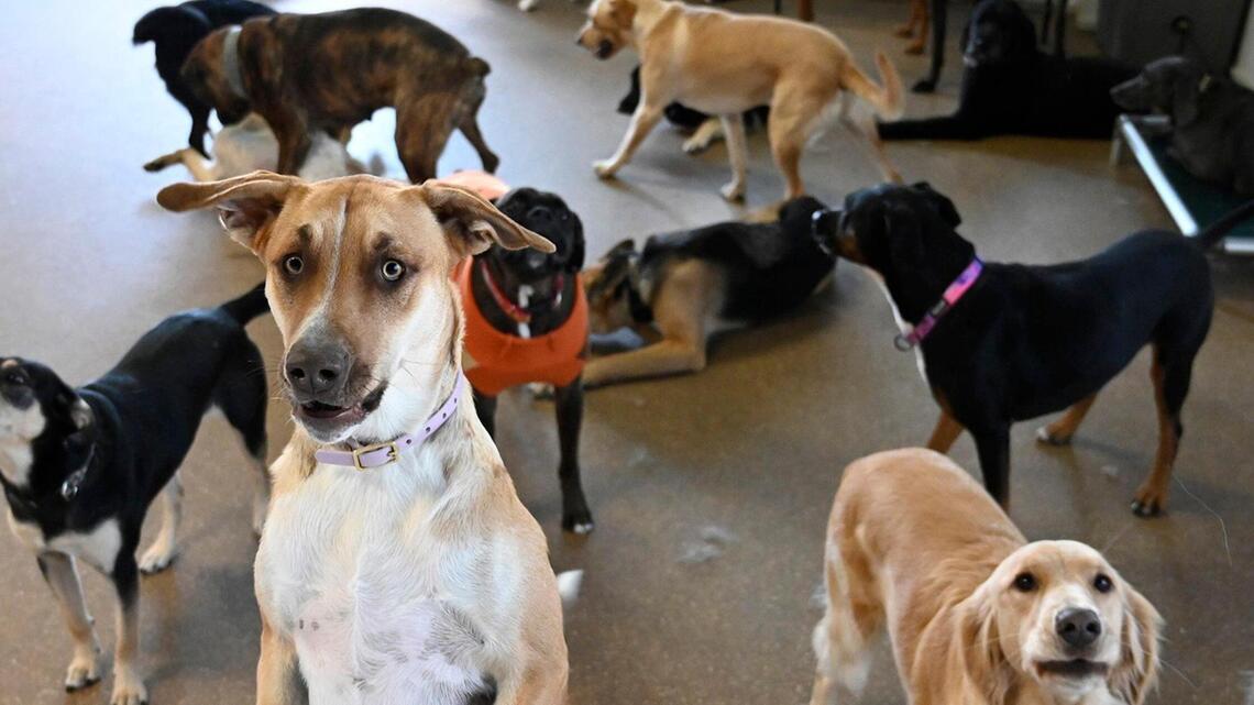 Massages, TVs, story time, ice cream: These Kansas City businesses pamper pooches