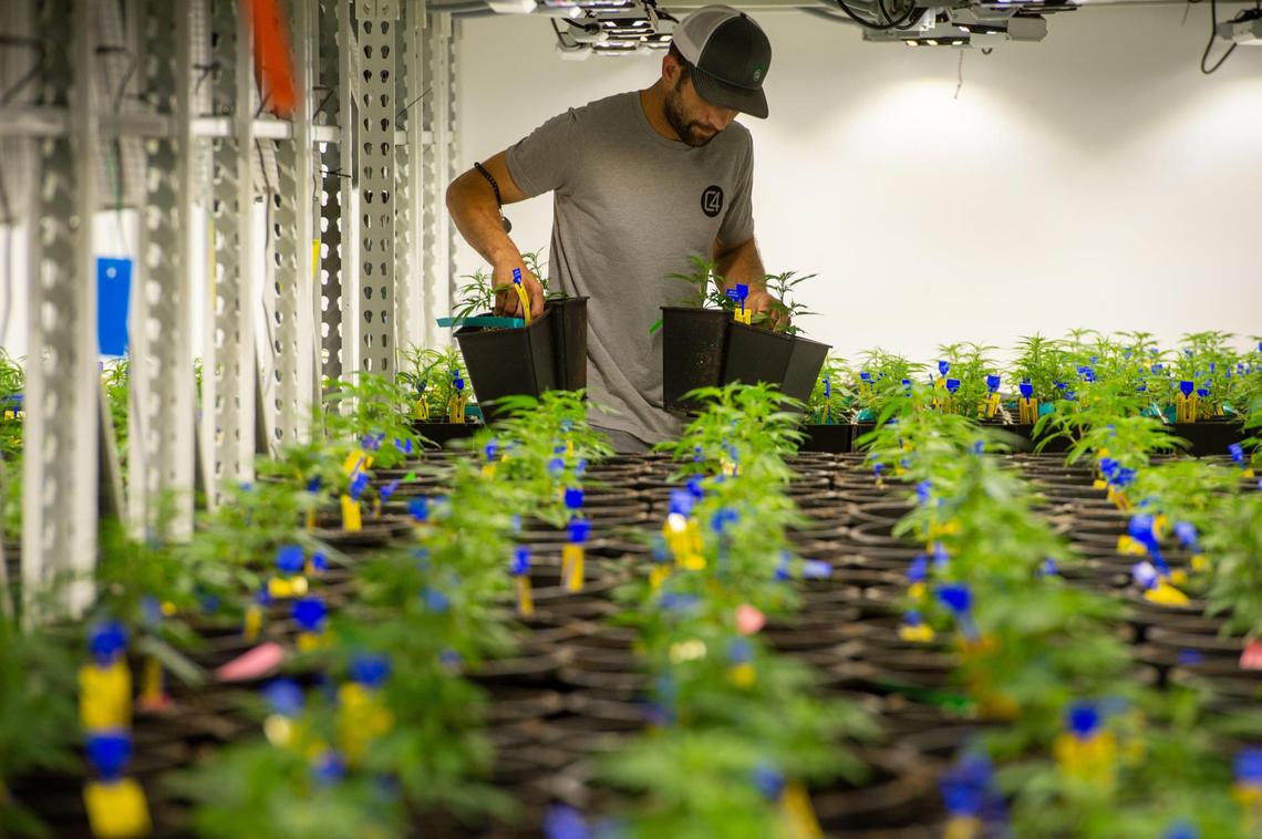 Trevor Stadler, cultivation manager of Carroll County Cannabis Co., picks up several one-gallon pots of marijuana plants in the vegetation room.