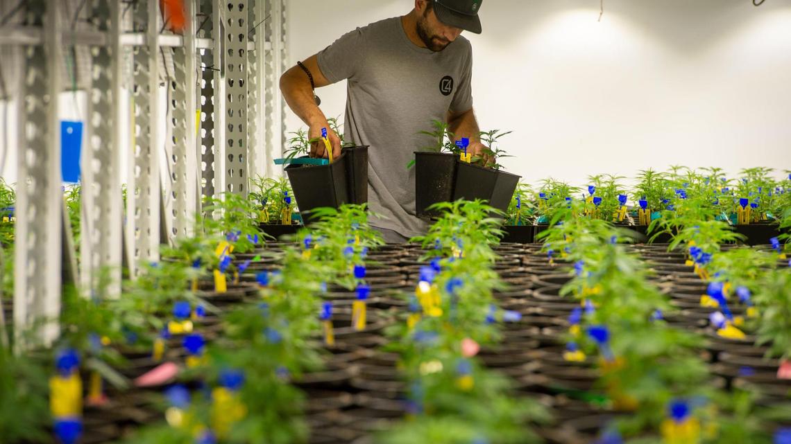 Marijuana monopoly? Missouri amendment fight centers on who gets a coveted license