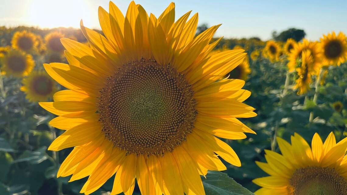 Beauty at every stage: Walk through any sunflower farm to brighten your spirits