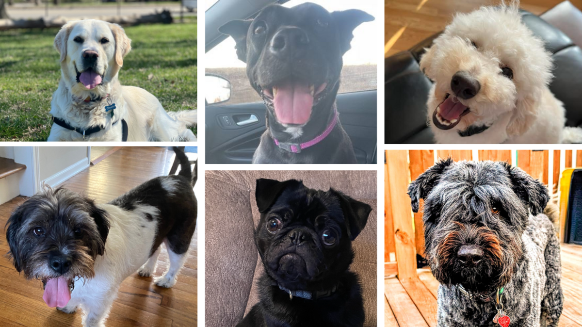 20 dogs are up for a vote in Round 2 of The Kansas City Star’s poll. Who will come out on top?