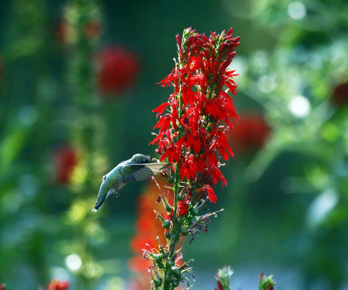 A hummingbird perches on a cardinal lobelia in a Johnson County garden.