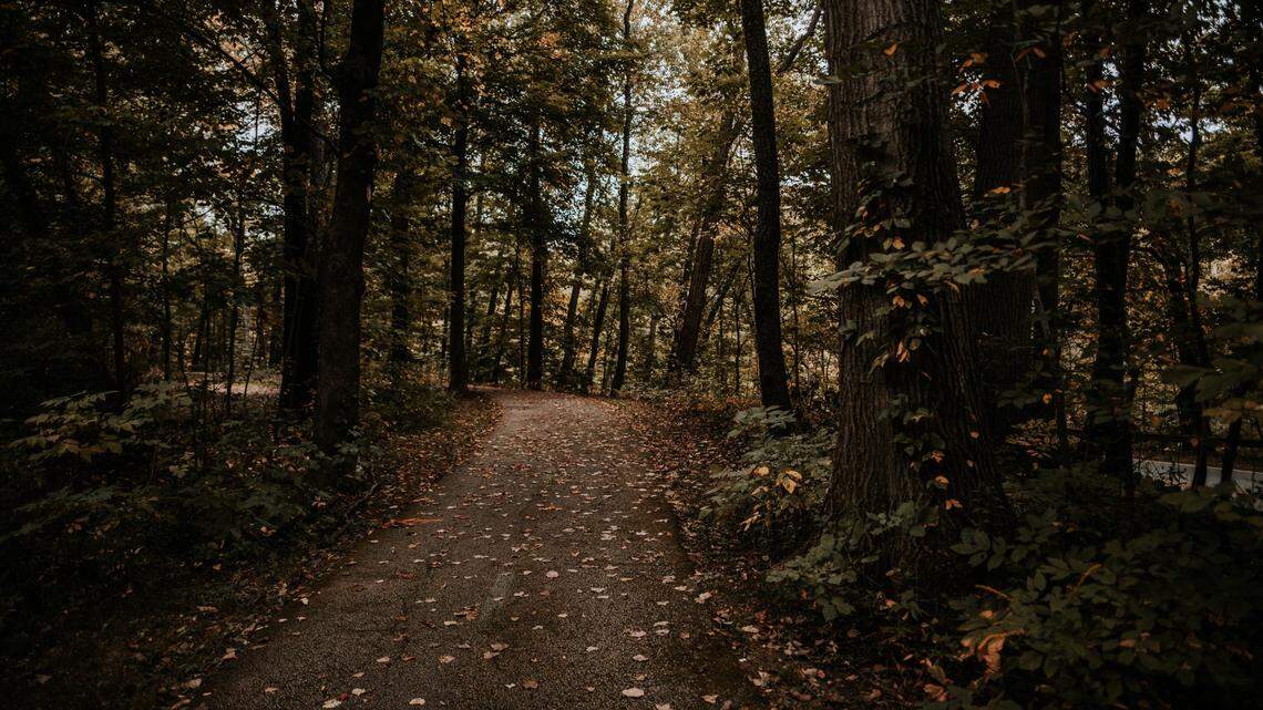 File photo of a wooded area. Officials in Oklahoma said a mountain lion was recently spotted in Payne County, near Stillwater.