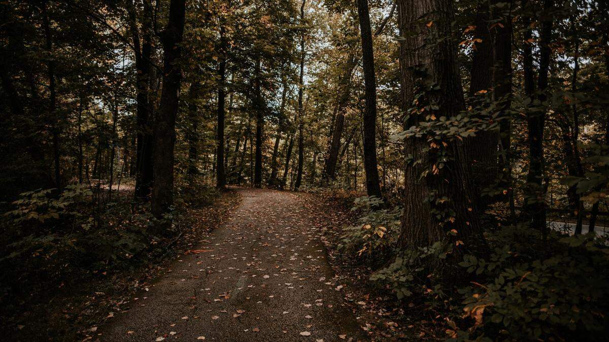 File photo of a wooded area. Officials in Oklahoma said a mountain lion was recently spotted in Payne County, near Stillwater.