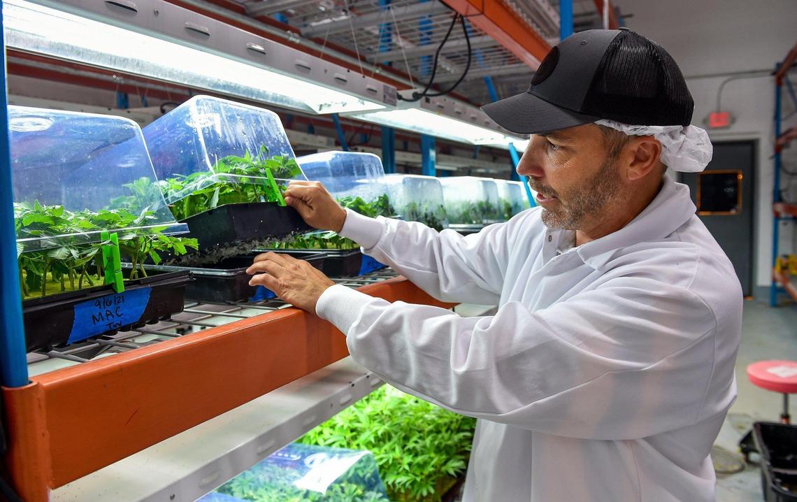 Greenlight Dispensary CEO John Mueller shows clones of marijuana plants growing in the nursery at the company’s Kansas City facility. Cloning is important to ensure that future generations of a particular strain are genetically identical.