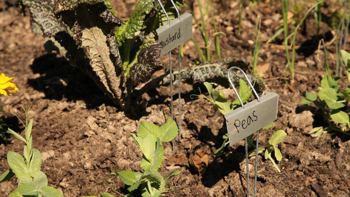 These Vegetables Thrive in Shade and Are Perfect for Beginner Gardeners Looking for Crops to Grow