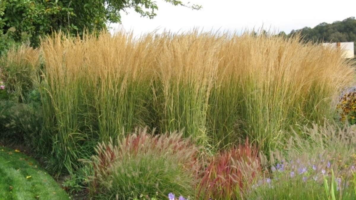 Ornamental grasses bring seasonal interest to the garden.
