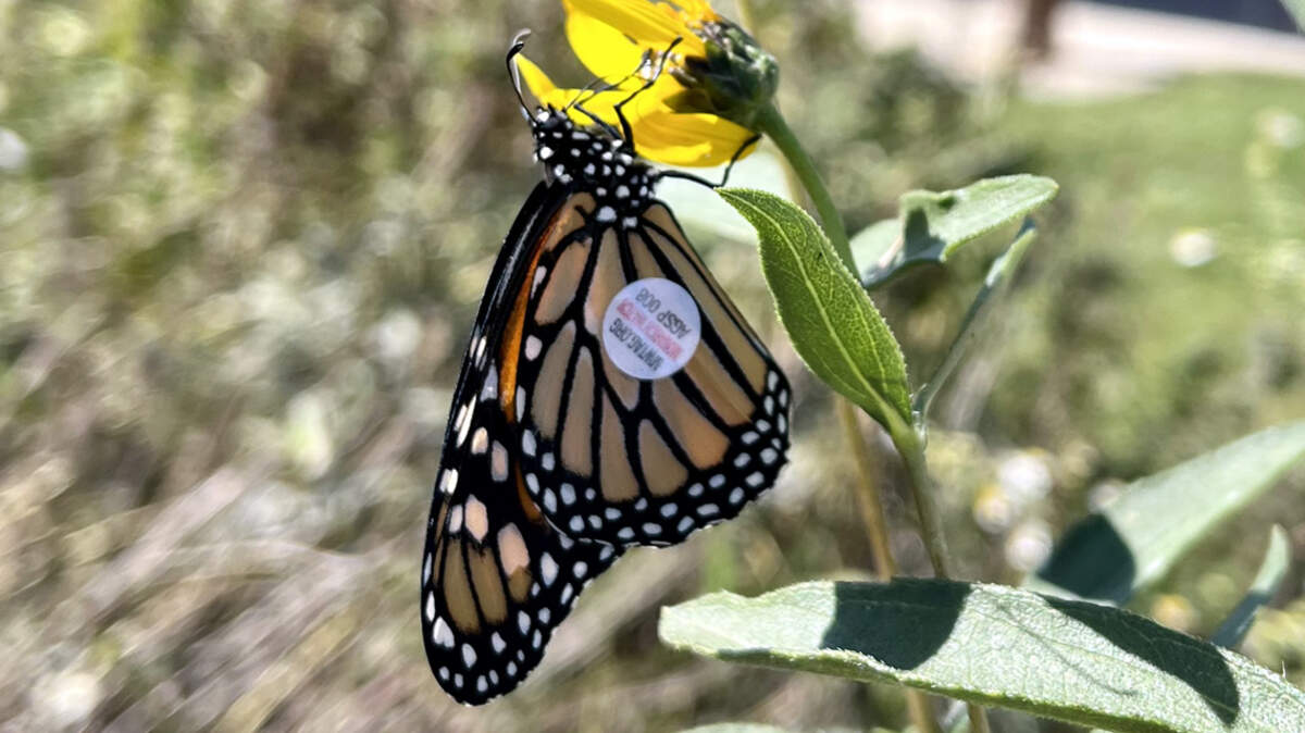 Monarch Watch puts tag on butterflies that allow them to be tracked but don’t interfere with their flight.