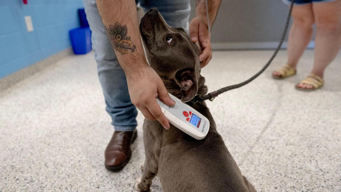 A stray dog is scanned for an identifying microchip after it is brought to KC Pet Project