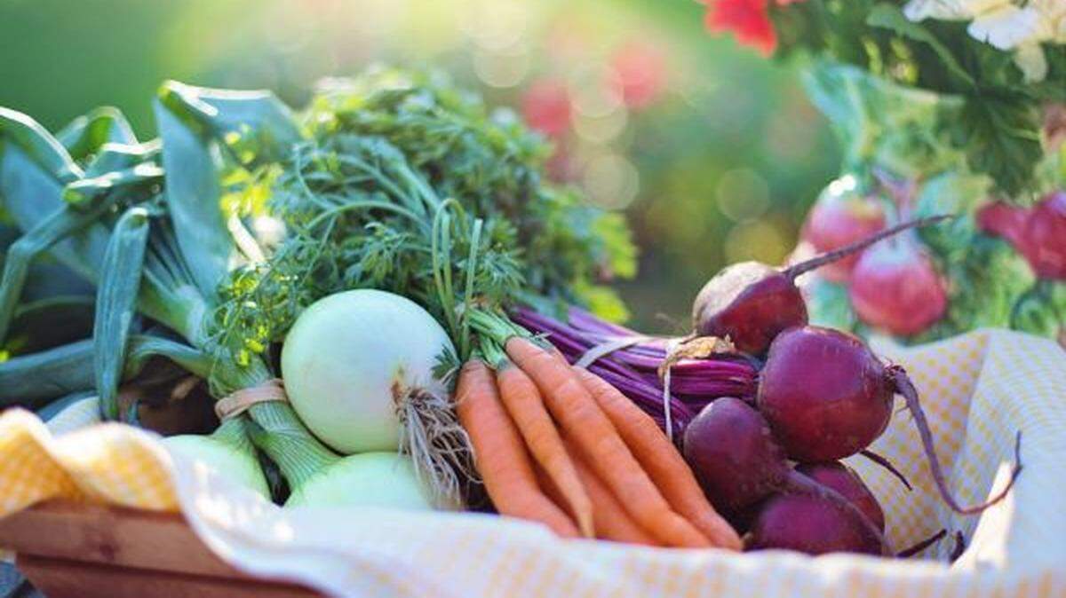 For success in next year’s veggie garden, the smart gardener considers not just the basics, like light and water needs, but what was planted in the space the year before. Crop rotation is all important for the garden’s soil, so map out what was harvested this year and plan for 2024.