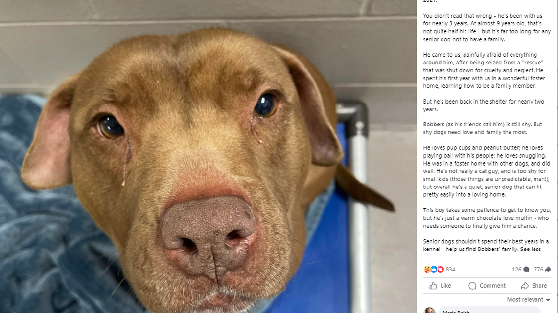 A ‘shy’ 9-year-old dog rescued from cruelty has spent the last 1,000 days at an Ohio shelter. He needs a home. 