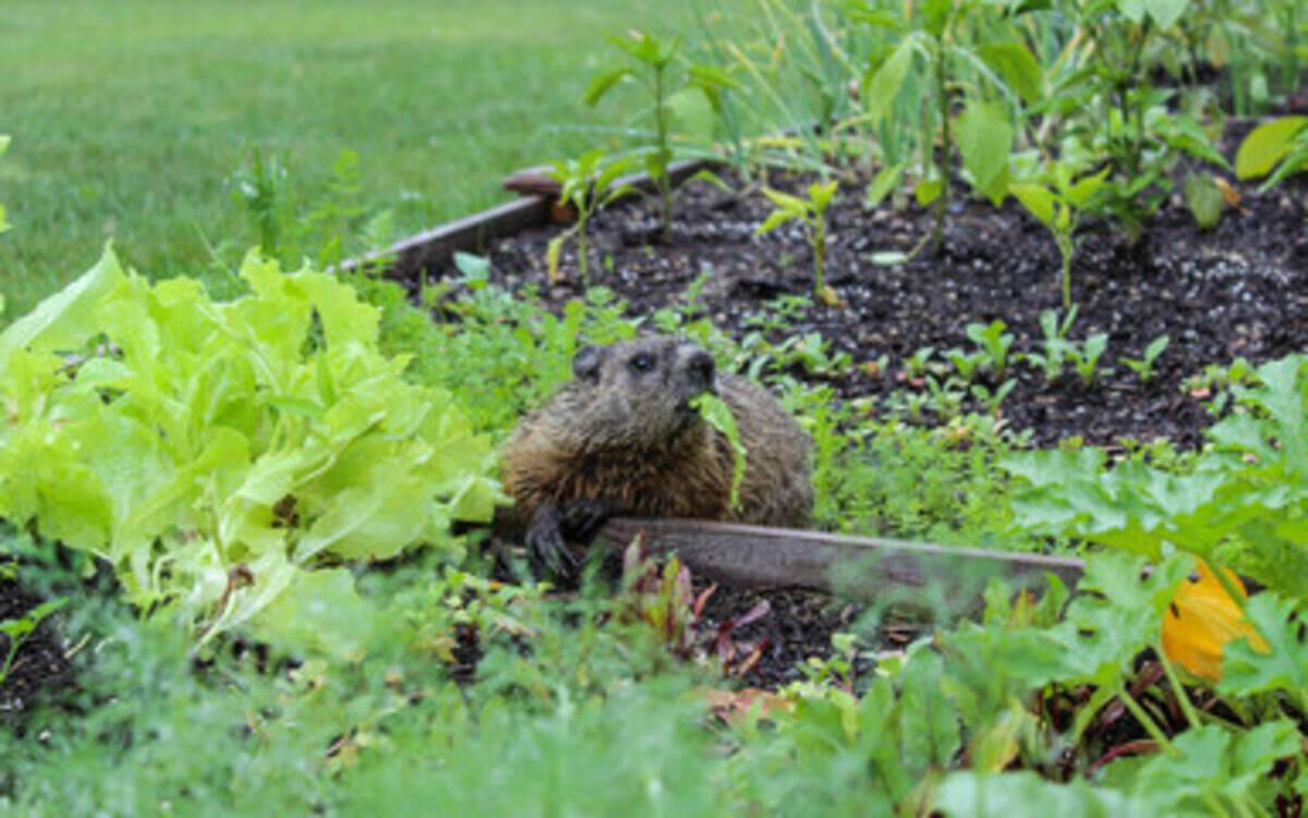 A groundhog making themself at home in the garden. Animals near your vegetables can be another source of contamination.