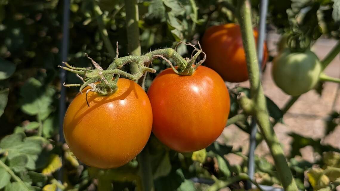 Expert tips to make the most of your garden’s September harvests