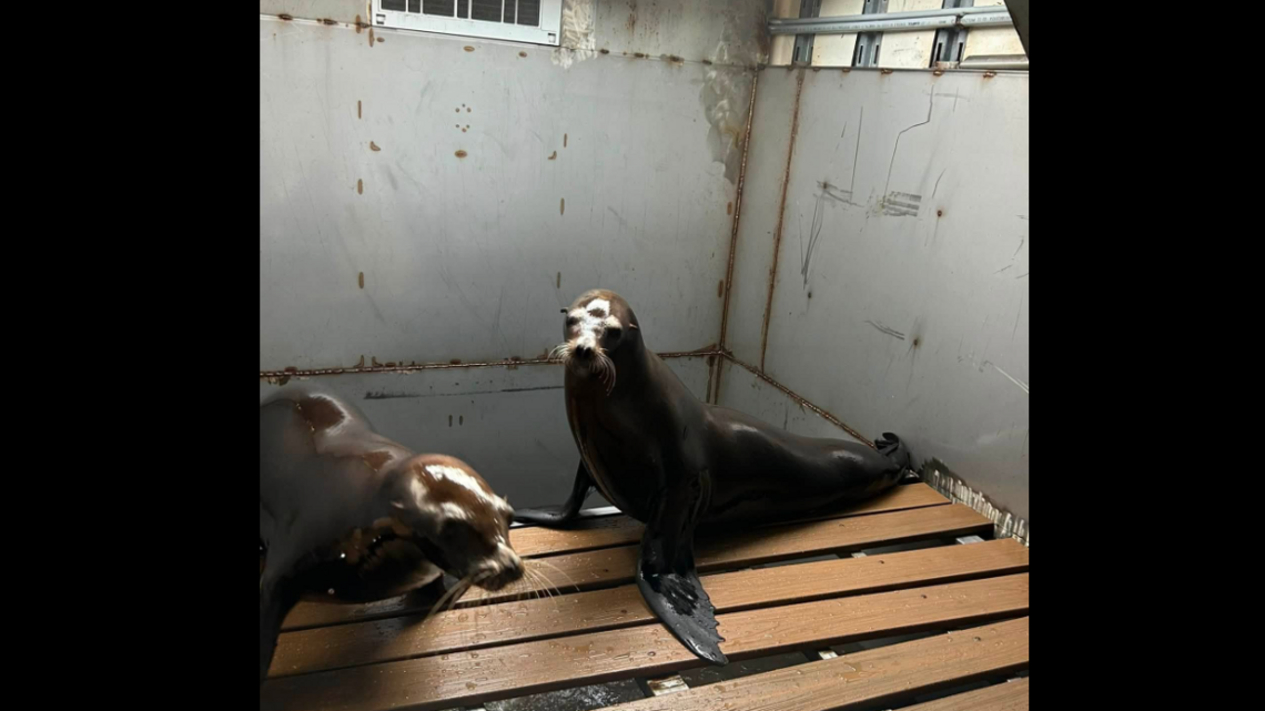 Three sea lions involved in truck wreck while heading to Missouri State Fair