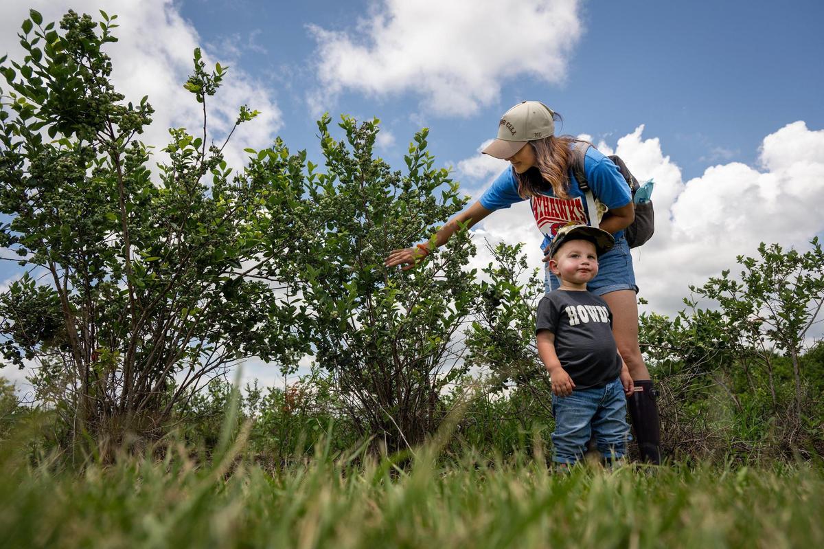 Allie Goodman of Springhill, Kansas, picked blueberries as her son, one-year-old Banks Goodman, watched the action at Gieringer’s Family Farm, a U-pick Orchard & Berry Farm, on Wednesday, June 18,2025, in Edgerton, Kansas.