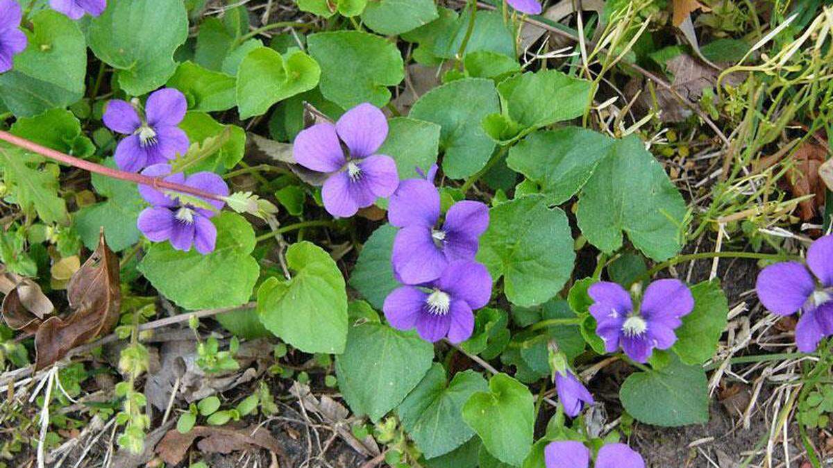 The wild violet’s dainty flowers appear March through June under cooler weather patterns and range in color from blue to light violet, and dark violet and white.  