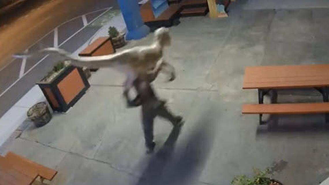 Tulsa police say they made an arrest in the theft of a life-size dinosaur statue, though the Deinonychus is still missing.