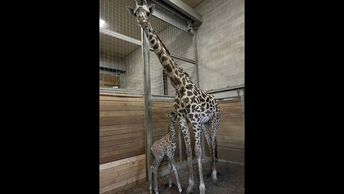 The Kansas City Zoo & Aquarium announced the birth of Aspen, a female giraffe who was welcomed into the world Dec. 29, 2025. The giraffe calf was born to Alika, a first time mother, the zoo said.