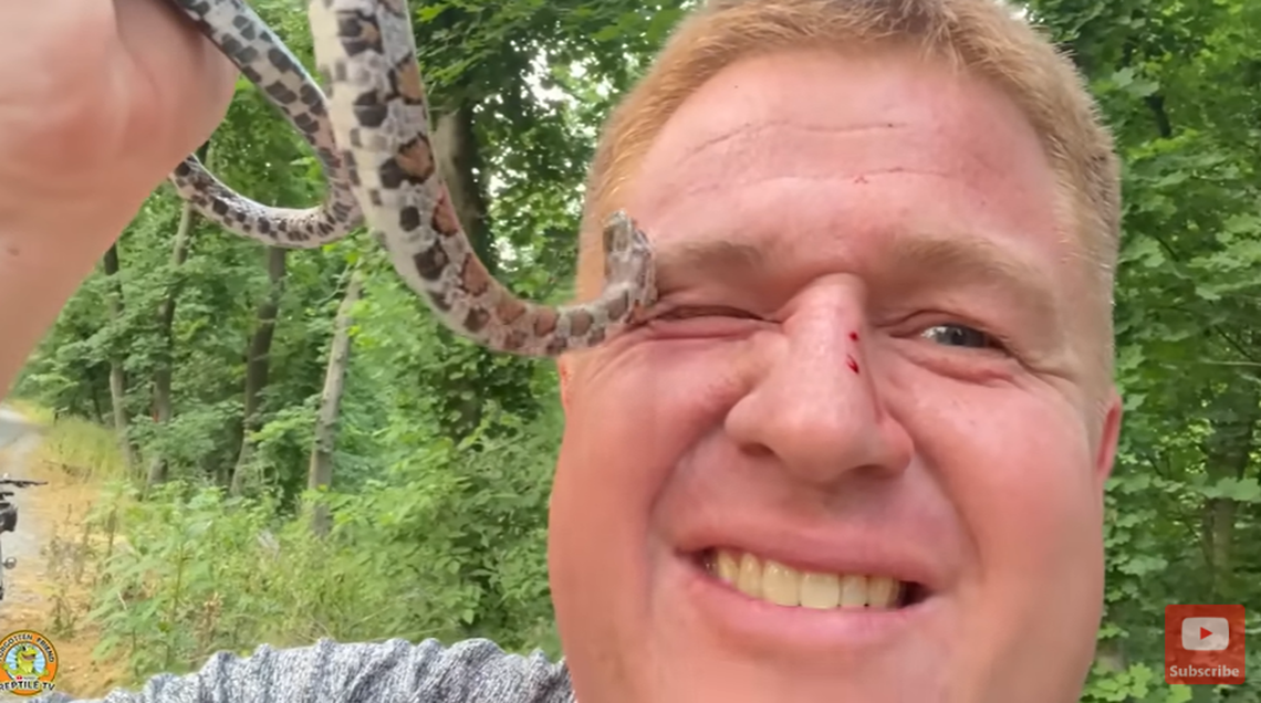 The eastern milk snake, while nonvenomous, definitely likes to use its teeth.