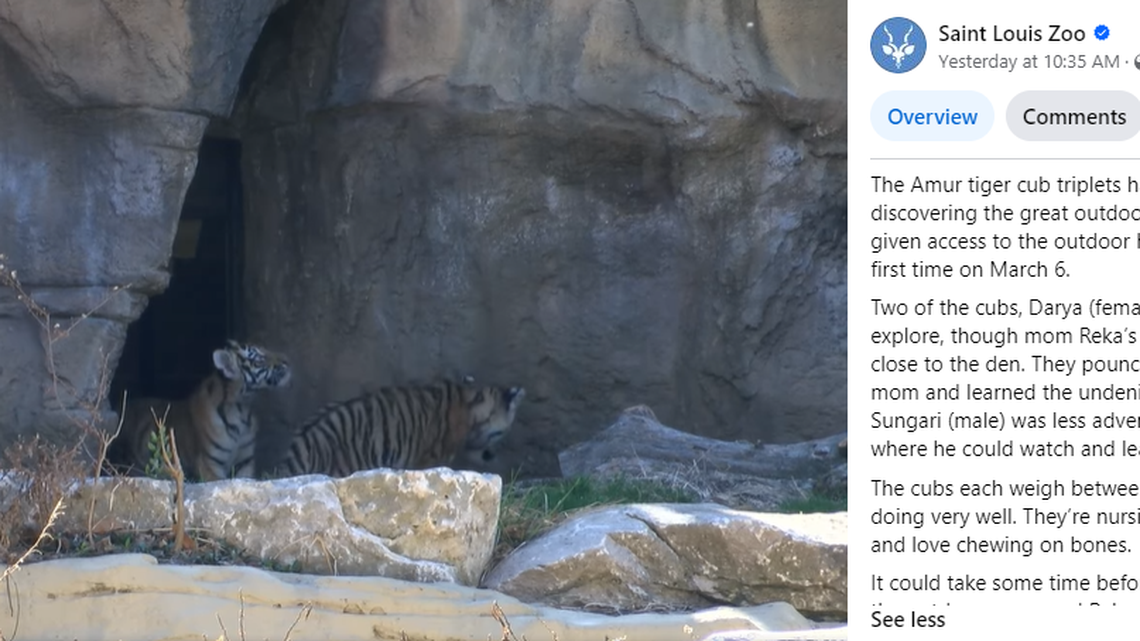 Tiger cub triplets explored the great outdoors for the first time at a Missouri zoo, video shows.