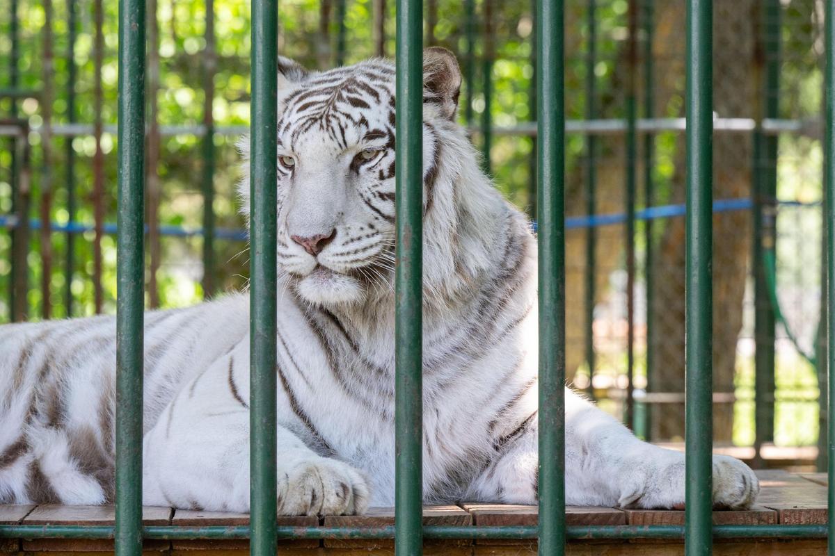 A white Bengal tiger at Cedar Cove Conservation & Education Center in Louisburg, Kansas on Thursday, May 22, 2025. Cedar Cove has provided a safe haven for displaced exotic animals for the last 25 years.