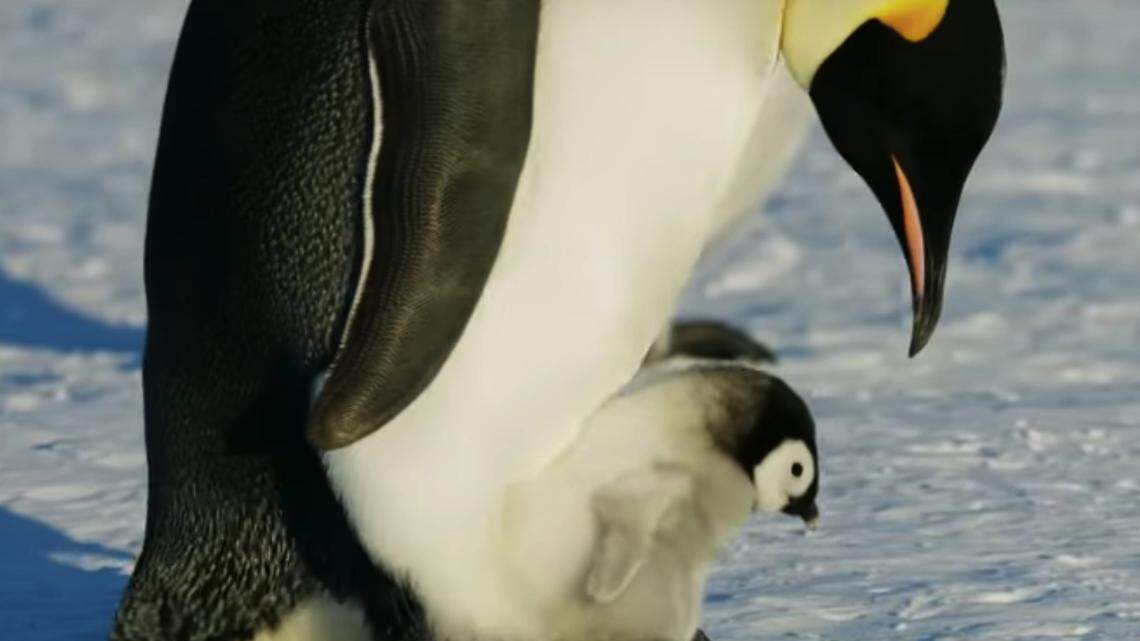 A documentary crew filming Emperor penguins in the Antarctic broke a rule of documentary making when it helped penguins that had fallen down a ravine. Viewers and fellow filmmakers defended the move.