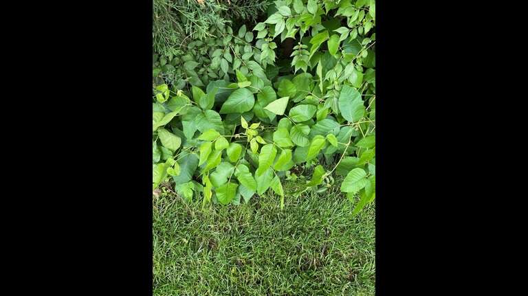 Leaves of three? Here’s how to deal with poison ivy, an easy-to-overlook garden guest