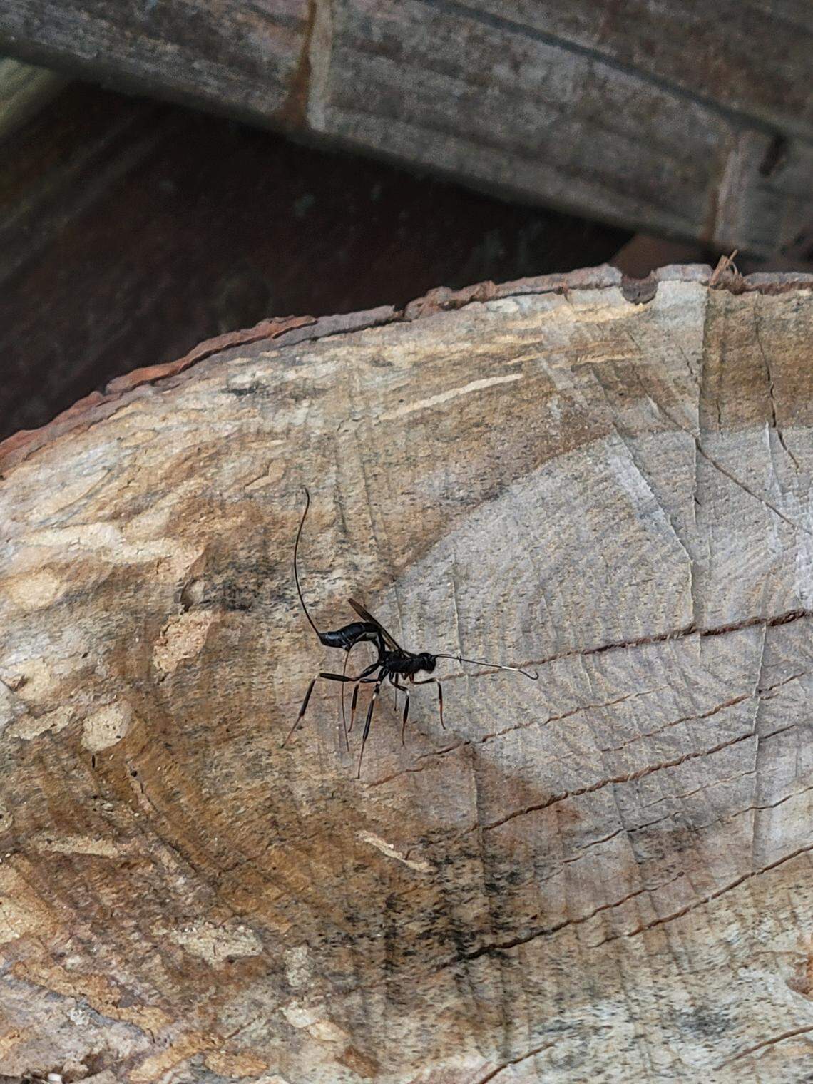 An American Pelecinid wasp (Pelecinus polyturator).
